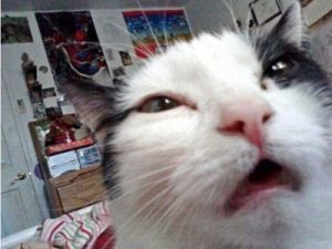 lema Desempacando fractura gato-selfie - Betacoqueta